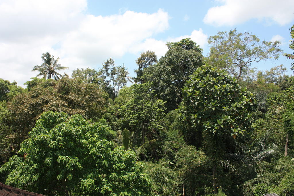 Budi Guest House Ubud Bagian luar foto